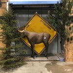 Championnat tir à l'arc-----