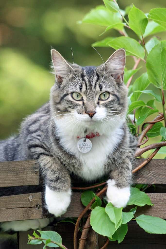 Chat dans arbre