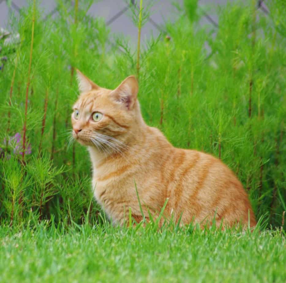 Chat à la chasse