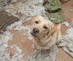 Chien anxieux_2