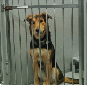 Chien dans sa cage