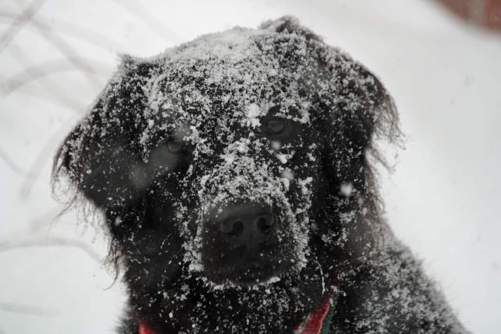 Hiver et chien