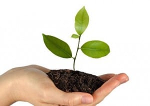 Mai mois de l'arbre-