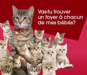 Visuel Bon Gardien_stérilisation