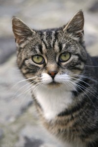 adulte chat(2)