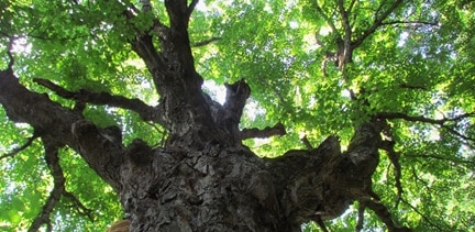 arbre