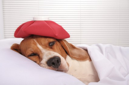 Sick pooch in bed